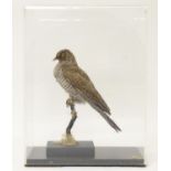 Taxidermy: a mid 20thC specimen study mount of a Common Cuckoo, the perspex case measuring 16 1/2"