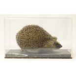 Taxidermy: a mid 20thC specimen study mount of a Hedgehog, the perspex case measuring 14" wide