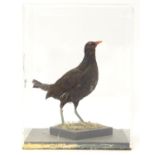Taxidermy: a mid 20thC specimen study mount of a Moorhen, the perspex case measuring 16 1/4" tall