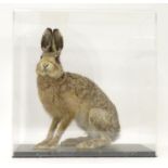 Taxidermy: a mid 20thC specimen study mount of a Brown Hare, the perspex case measuring 18 1/2" tall