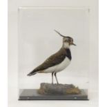 Taxidermy: a mid 20thC specimen study mount of a Northern Lapwing, the perspex case measuring 16"