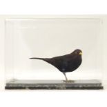 Taxidermy: a mid 20thC specimen study mount of a male Common Blackbird, the perspex case measuring