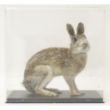 Taxidermy: a mid 20thC specimen study mount of a European Wild Rabbit, the perspex case measuring