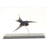 Taxidermy: a mid 20thC specimen study mount of a Swallow, the case measuring 13" wide