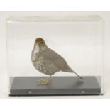 Taxidermy: a mid 20thC specimen study mount of a Song Thrush, the perspex case measuring 10" wide