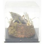 Taxidermy: a mid 20thC specimen study mount of a Mole, the perspex case measuring 9" wide