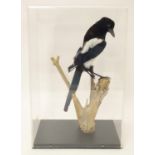 Taxidermy: a mid 20thC specimen study mount of a Magpie, the perspex case measuring 20 1/2" tall