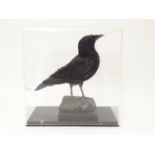 Taxidermy: a mid 20thC specimen study mount of a Carrion Crow, the perspex case measuring 15 1/2"