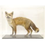 Taxidermy: a mid 20thC specimen study mount of a Red Fox, the perspex case measuring 33" wide