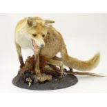 Taxidermy: an early 20thC mount of a Red Fox with Common pheasant, posed upon a circular base,