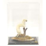 Taxidermy: a mid 20thC specimen study mount of a Weasel (in winter coat), the perspex case measuring