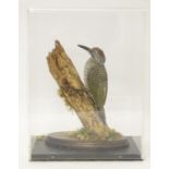 Taxidermy: a mid 20thC specimen study mount of a juvenile Green Woodpecker, the perspex case