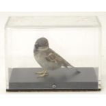 Taxidermy: a mid 20thC specimen study mount of a Eurasian Tree Sparrow, the perspex case measuring