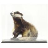 Taxidermy: a mid 20thC specimen study mount of a juvenile Eurasian Badger, the perspex case