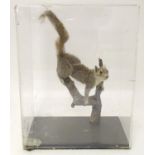 Taxidermy: a mid 20thC specimen study mount of a Grey Squirrel, the perspex case measuring 20" tall