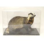 Taxidermy: a mid 20thC specimen study mount of a Eurasian Badger, the perspex case measuring 28"