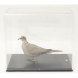 Taxidermy: a mid 20thC specimen study mount of a Eurasian Collared Dove, the perspex case