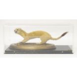 Taxidermy: a mid 20thC specimen study mount of a Stoat, the perspex case measuring 16 1/4" wide