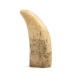 * Scrimshaw. A 19th century scrimshaw whale's tooth