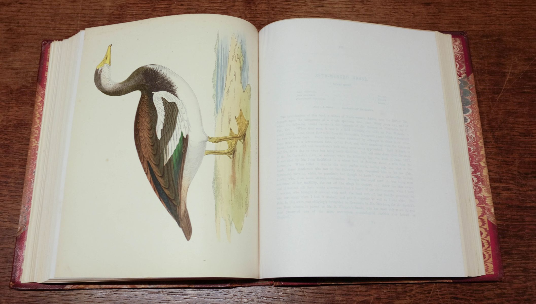 Morris (Beverley R.). British Game Birds and Wildfowl, 1864 - Image 11 of 12