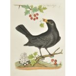 Bolton (James). Harmonia Ruralis. A Natural History of British Song Birds, 1824
