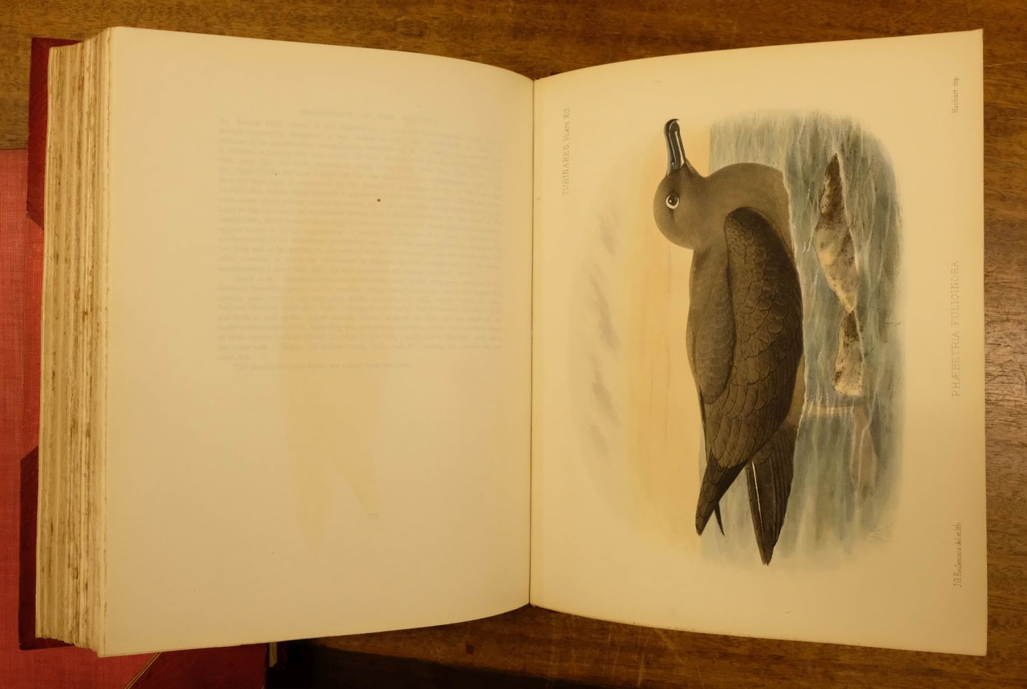 Godman (Frederick Du Cane). A Monograph of the Petrels, 2 volumes, 1st edition, 1907-10 - Image 11 of 15