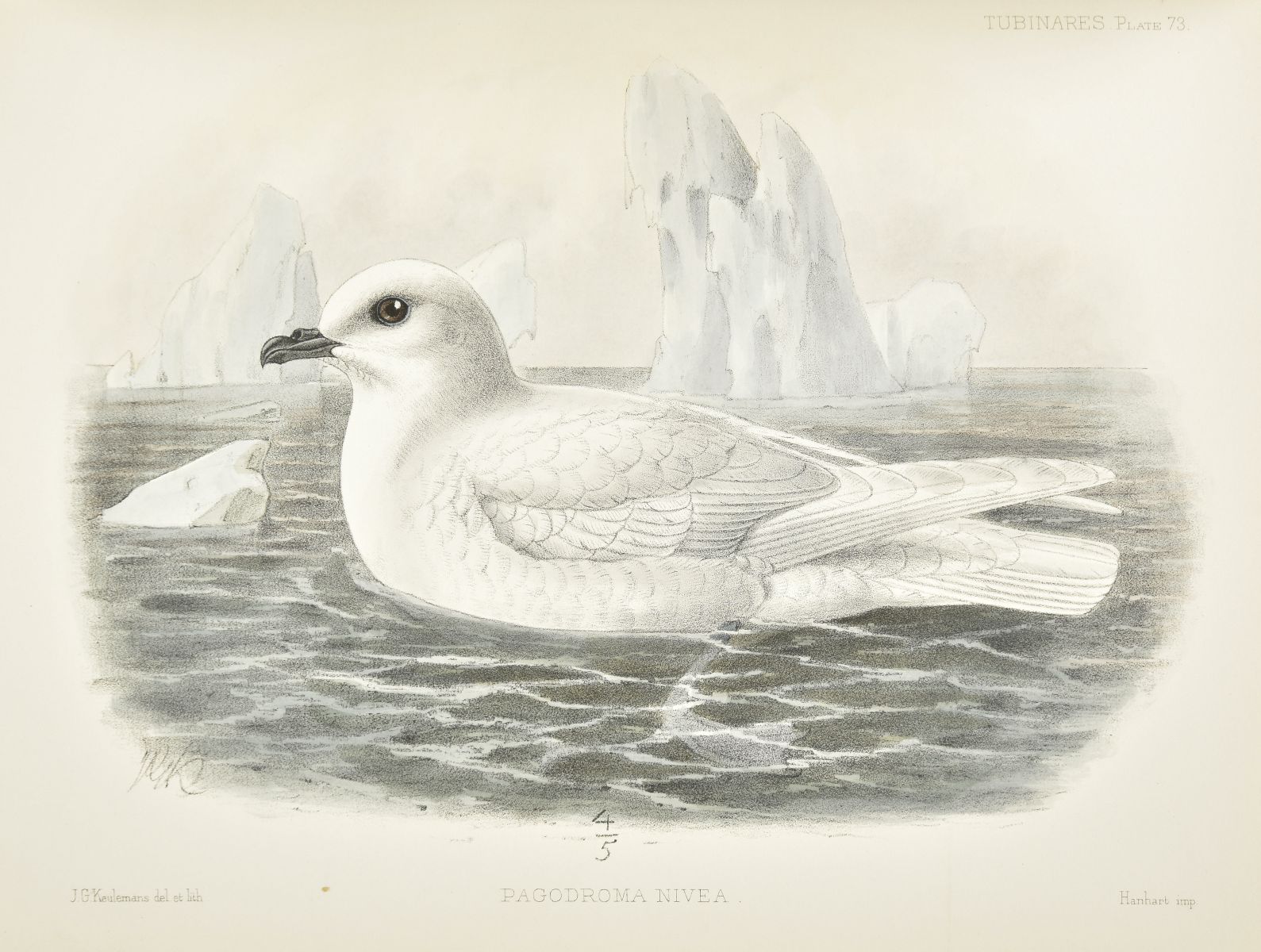 Godman (Frederick Du Cane). A Monograph of the Petrels, 2 volumes, 1st edition, 1907-10 - Image 2 of 15