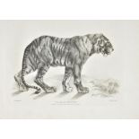Landseer (Thomas). Twenty Engravings of Lions, Tigers, Panthers and Leopards, 1st edition, 1823