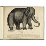 Whymper (Josiah Wood). Plates Illustrative of Natural History, 1843-50