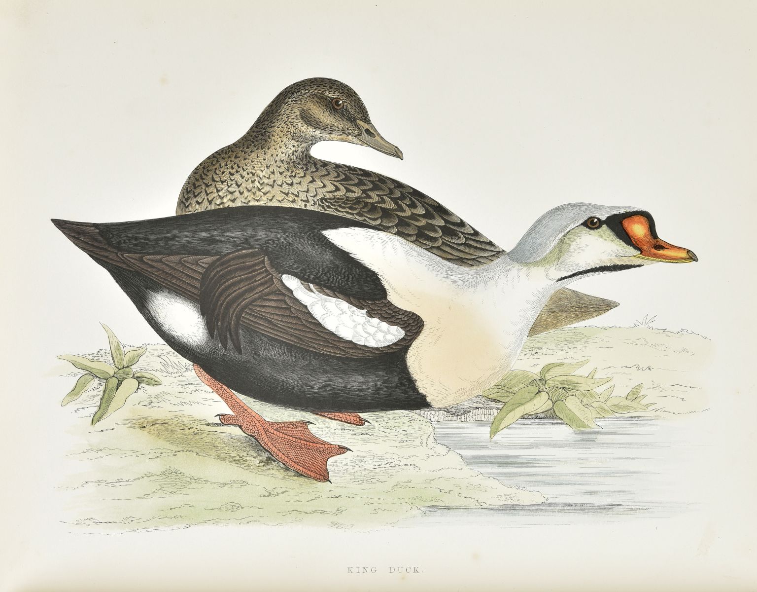Morris (Beverley R.). British Game Birds and Wildfowl, 1864