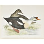 Morris (Beverley R.). British Game Birds and Wildfowl, 1864