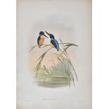 * Gould (John & Hart W.). A mixed collection of nine lithographs, circa 1860