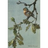 * Penny (Edwin, 1930-2016). Chaffinch on a branch, watercolour