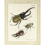Voet (J. E.). Catalogus systematicus coleopterorum, 1806, ex libris Thomas Forster (1786-1860)