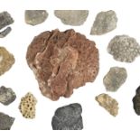 * Fossilised Coral. A comprehensive collection of coral