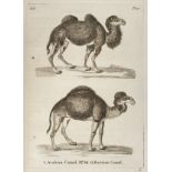 Pennant (Thomas). History of Quadrupeds, 2nd edition (expanded), 1781