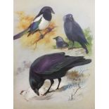 Natural History. A collection of modern ornithology & natural history reference