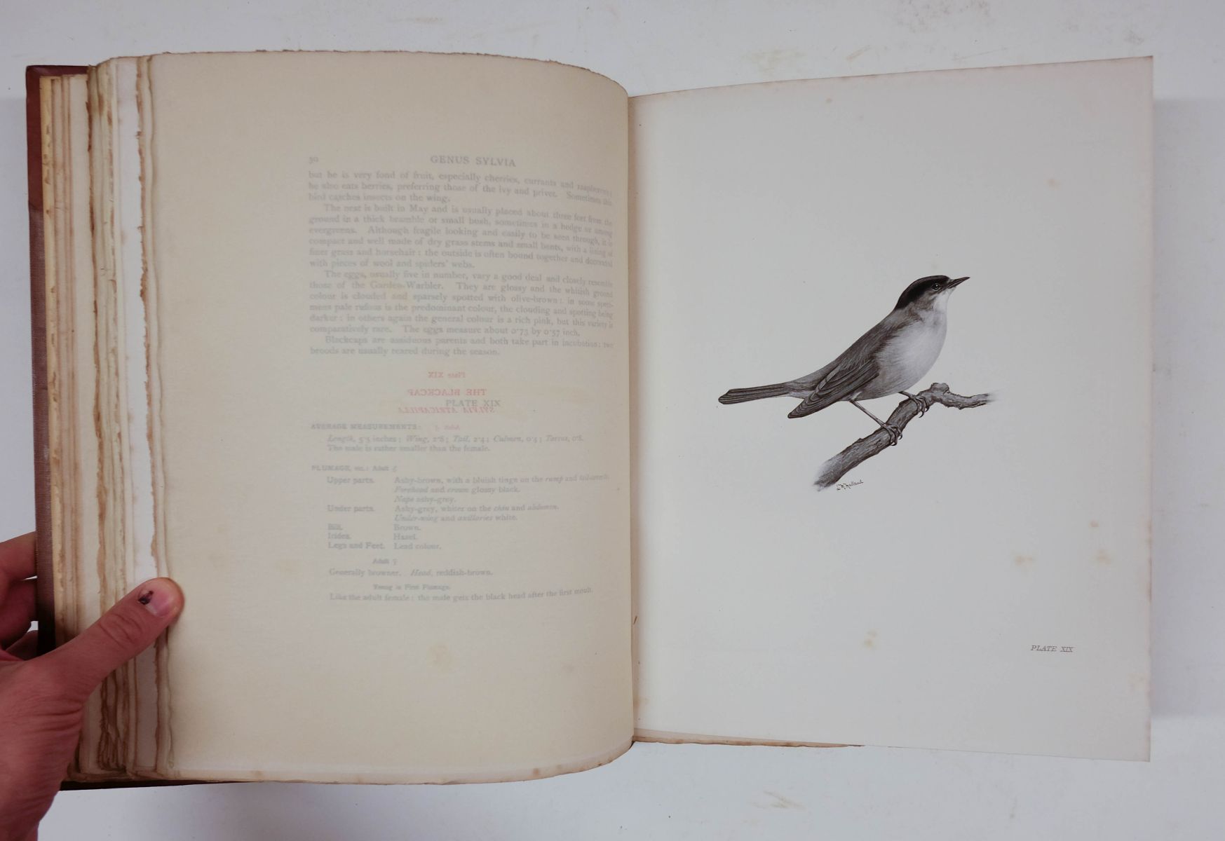Stonham (Charles). The Birds of the British Islands, 5 volumes, 1st edition, 1906-11 - Image 7 of 8