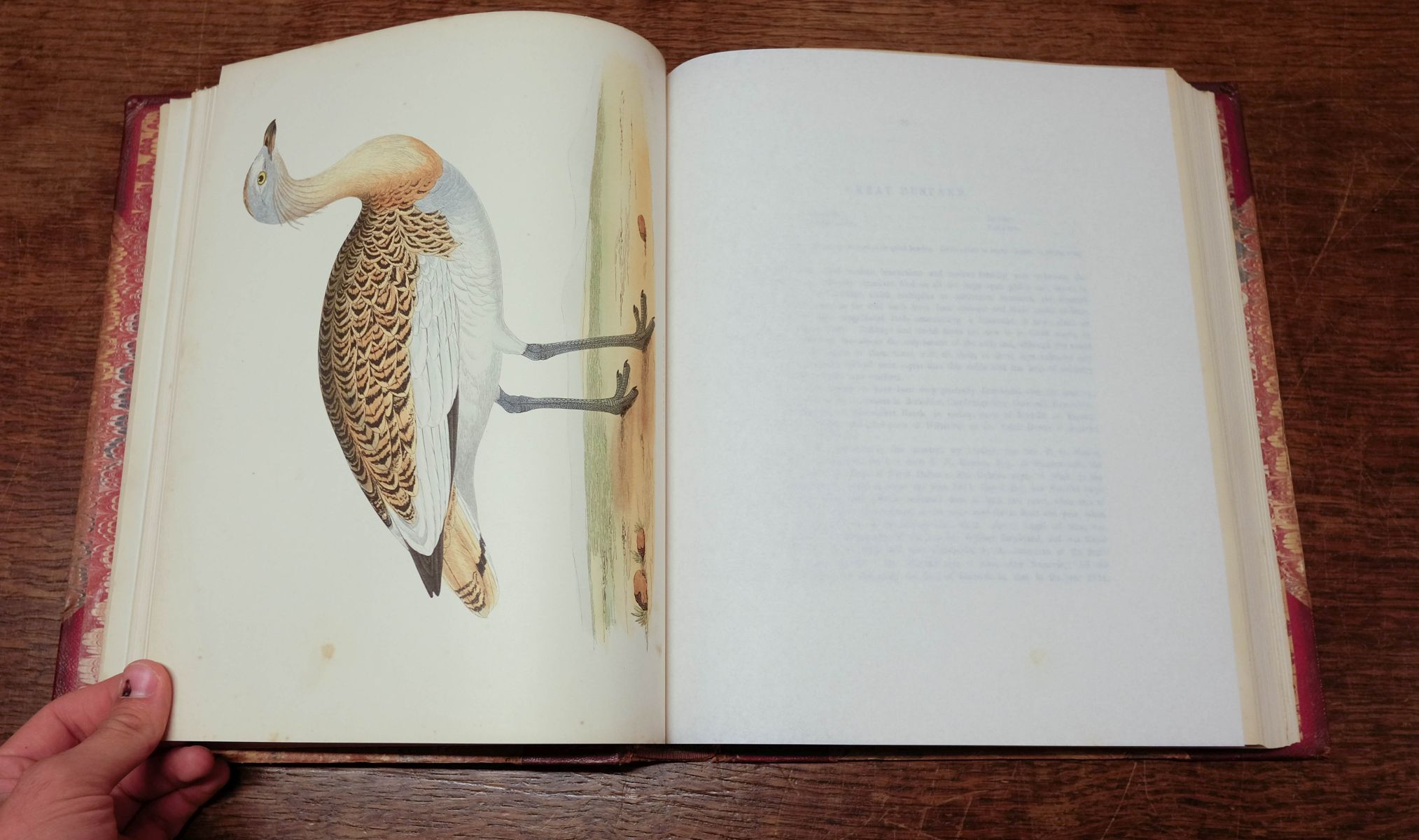 Morris (Beverley R.). British Game Birds and Wildfowl, 1864 - Image 9 of 12