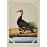 * Company School. A set of 12 Indian mica paintings of birds, circa 1850