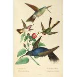 Montes de Oca (Rafael). Ensayo Ornitologico de los Troquilideos o Colibries de Mexico, 1875,