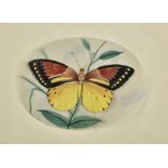 * Company School. A set of Indian mica painting of butterflies and moths, circa 1850s