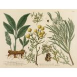 * Botany. A mixed collection of twenty-four prints, 18th & 19th century