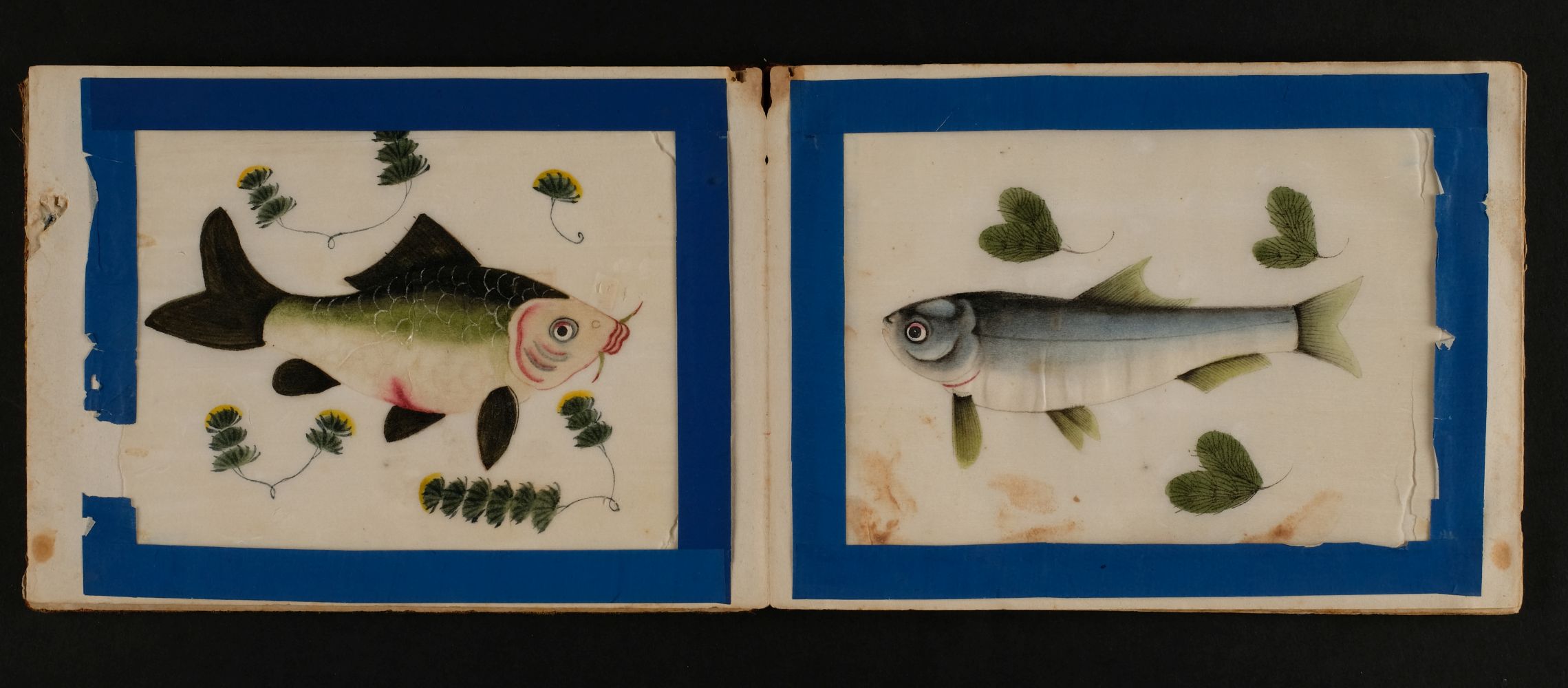 Chinese pith paintings. An album of twelve paintings of fish, circa 1850 - Image 4 of 5