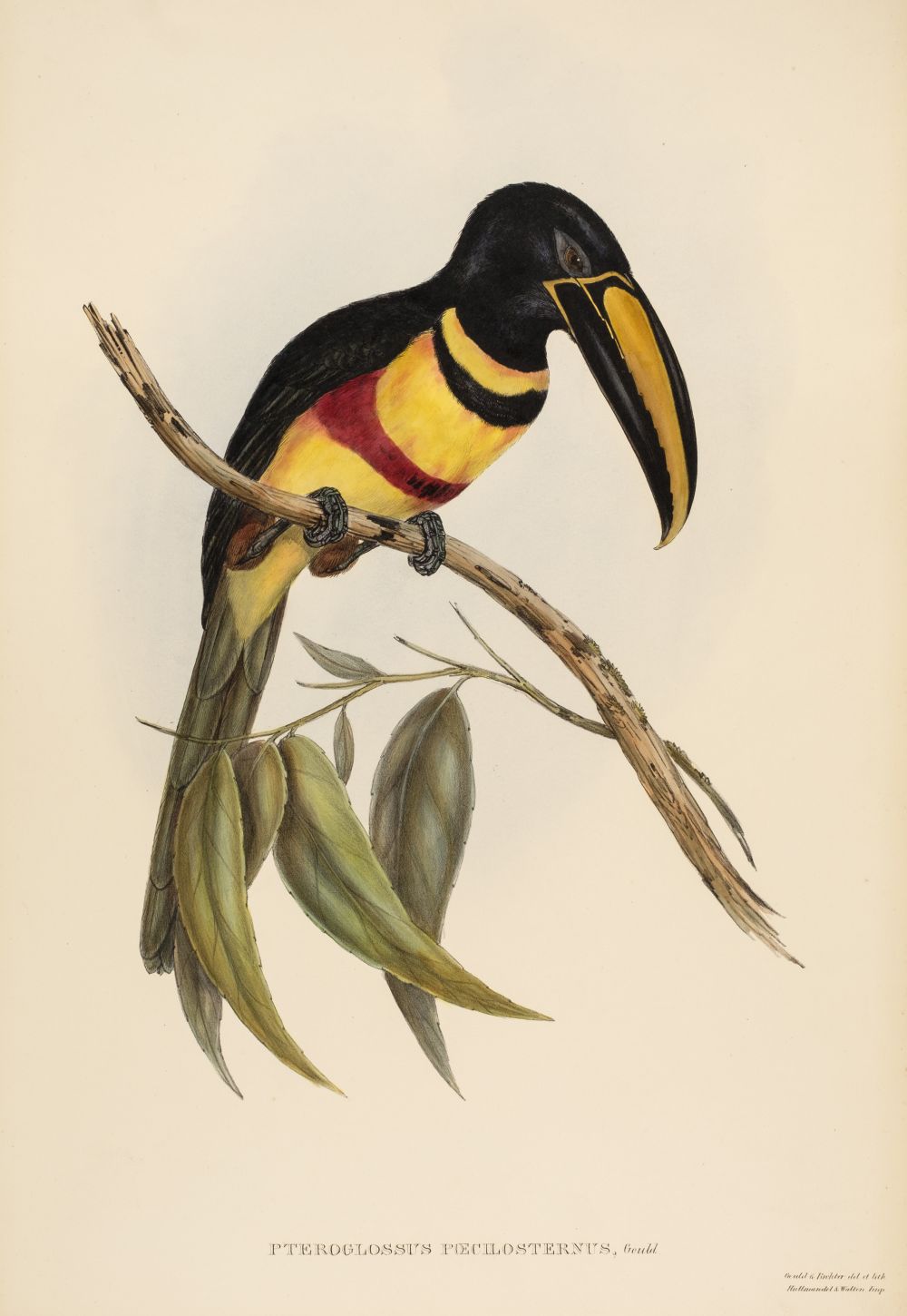 * Gould (John, 1804-1881). Pteroglossus Poecilosternus, 1833-4