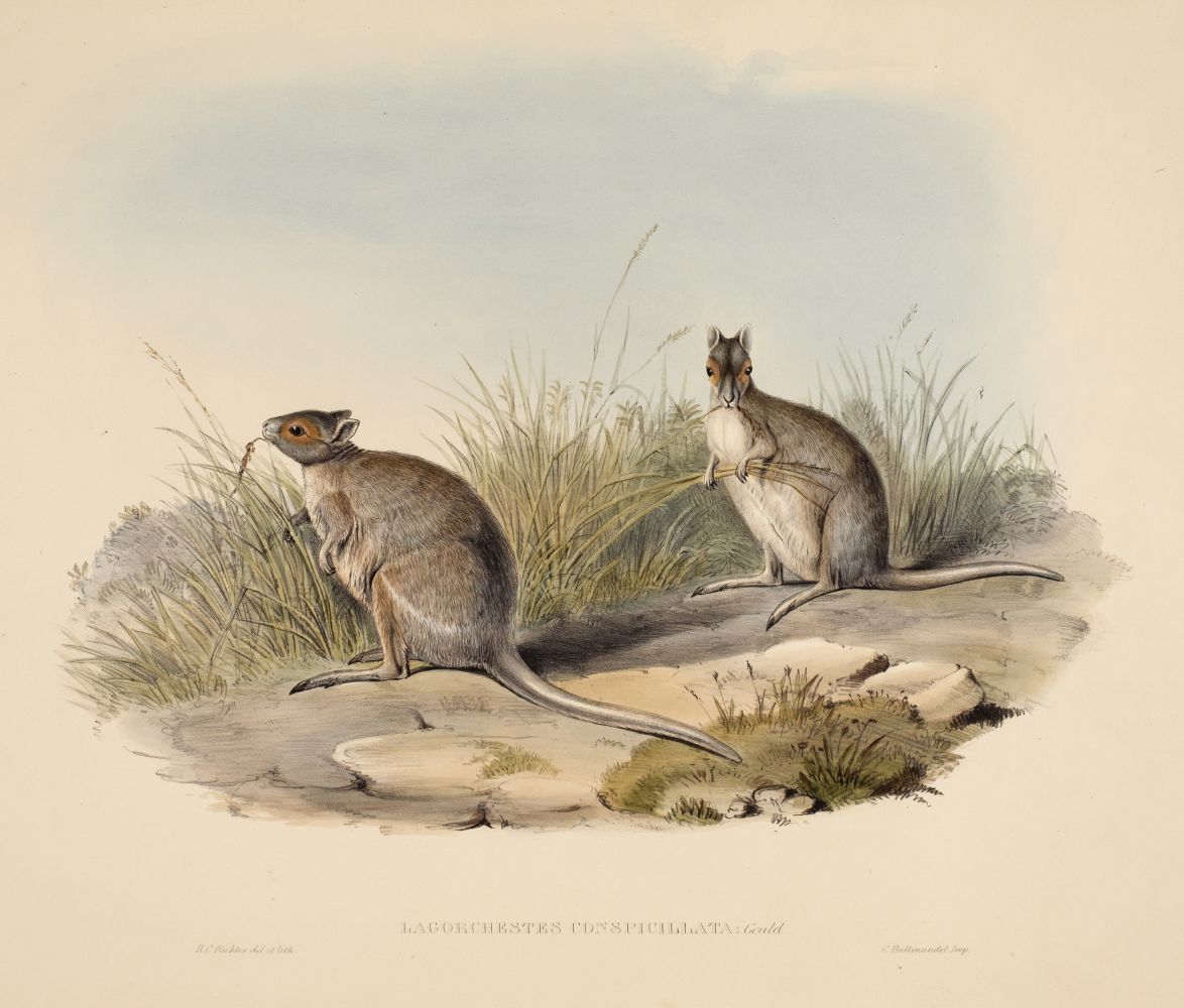 * Gould (John, 1804-1881). Lagorchestes Conspicillata (Spectacled Hare Kangaroo)