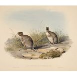 * Gould (John, 1804-1881). Lagorchestes Conspicillata (Spectacled Hare Kangaroo)