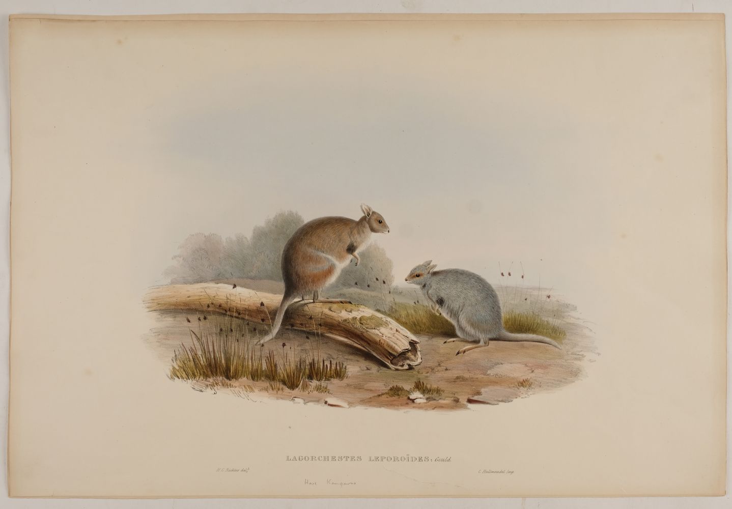 * Gould (John, 1804-1881). Lagorchestes Conspicillata (Spectacled Hare Kangaroo) - Image 2 of 3
