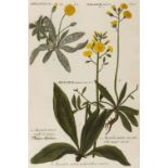 Weinmann (Johann Wilhelm). Ninety-four botanical engravings, 1737-45