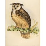 * Gould (John, 1804-1881). Otus Bengalensis, 1831